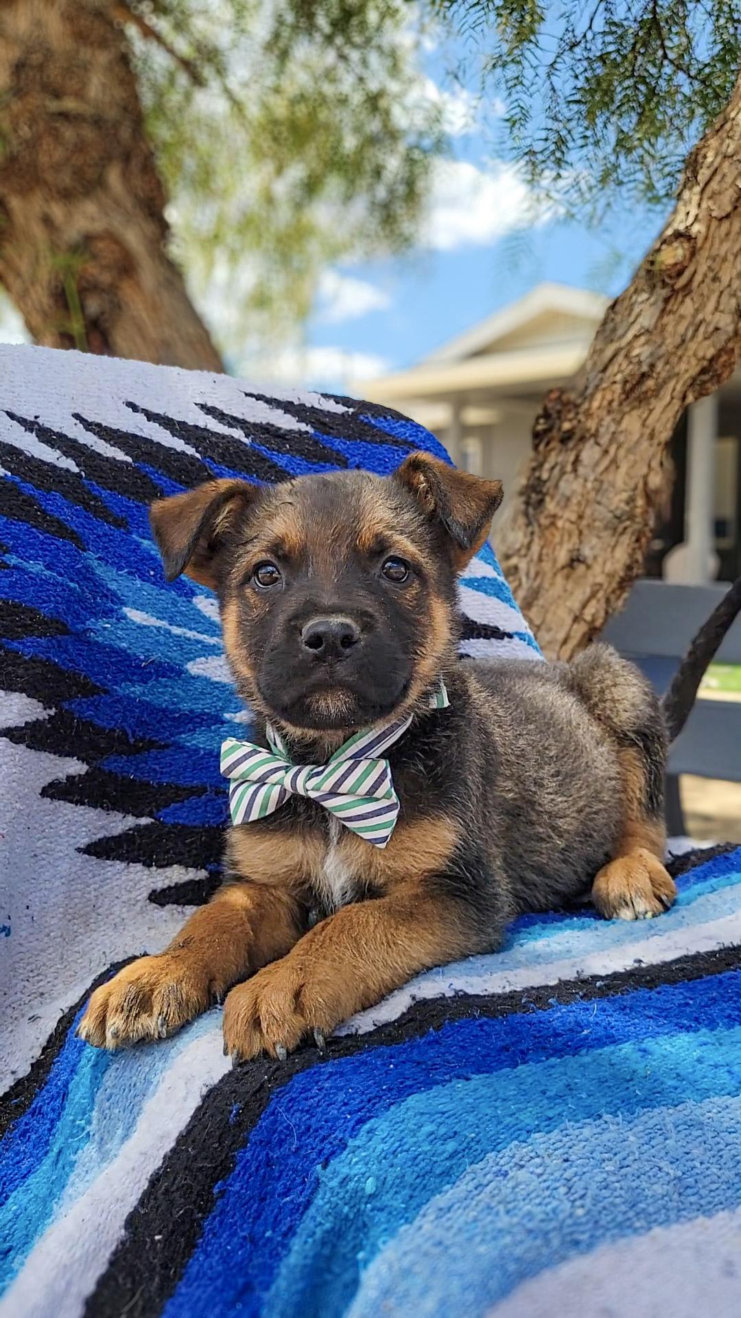 Smidge, a ADOPTABLE mixed breed in Temecula, CA image 1/6