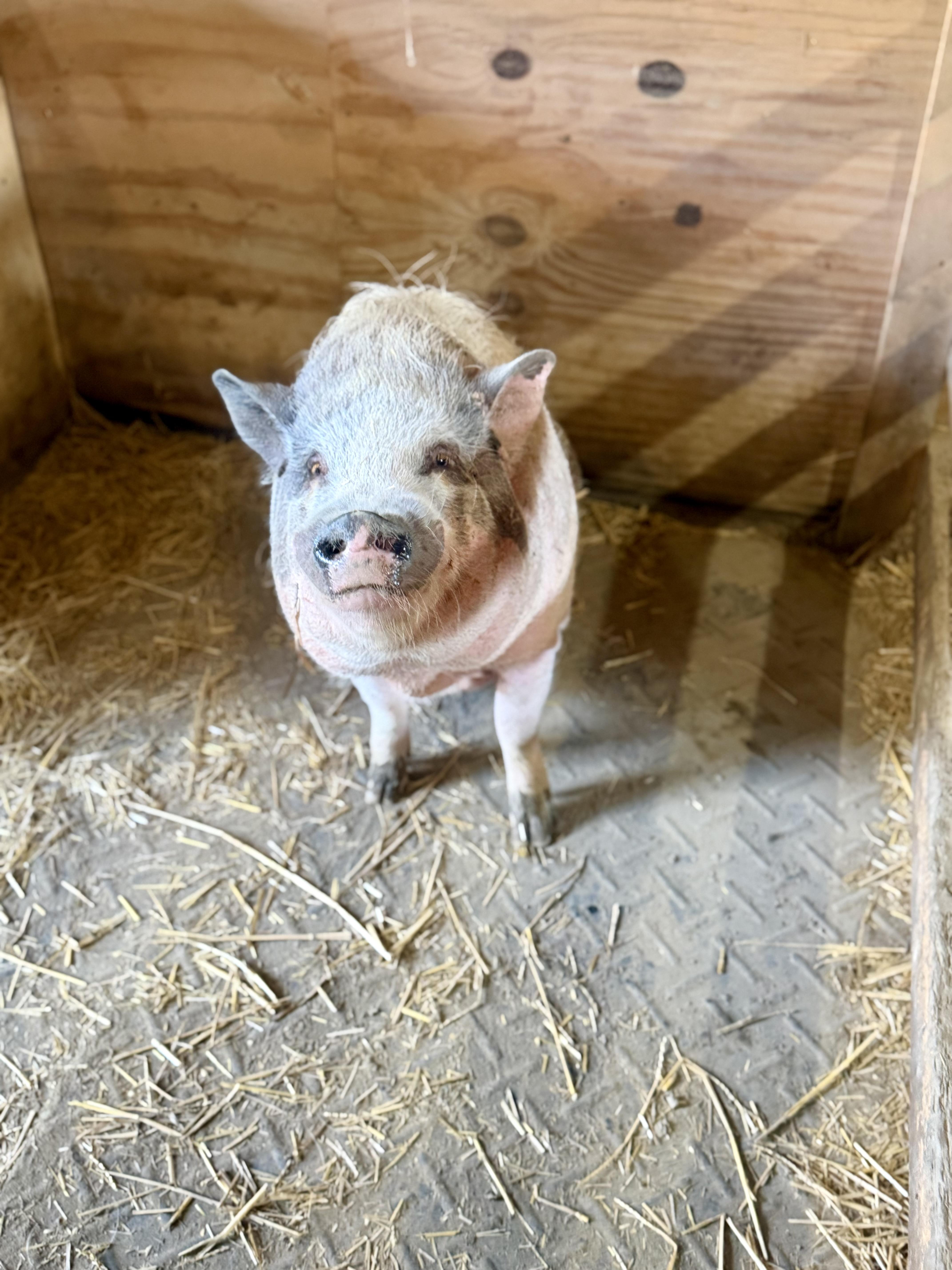 Klaus Vonpigglesworth, a ADOPTABLE Pot Bellied in Ravenna, OH image 2/2