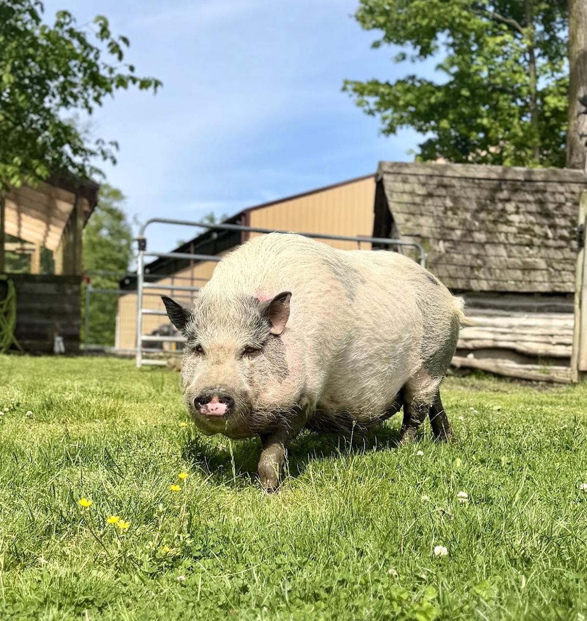 Klaus Vonpigglesworth, a ADOPTABLE Pot Bellied in Ravenna, OH image 1/2
