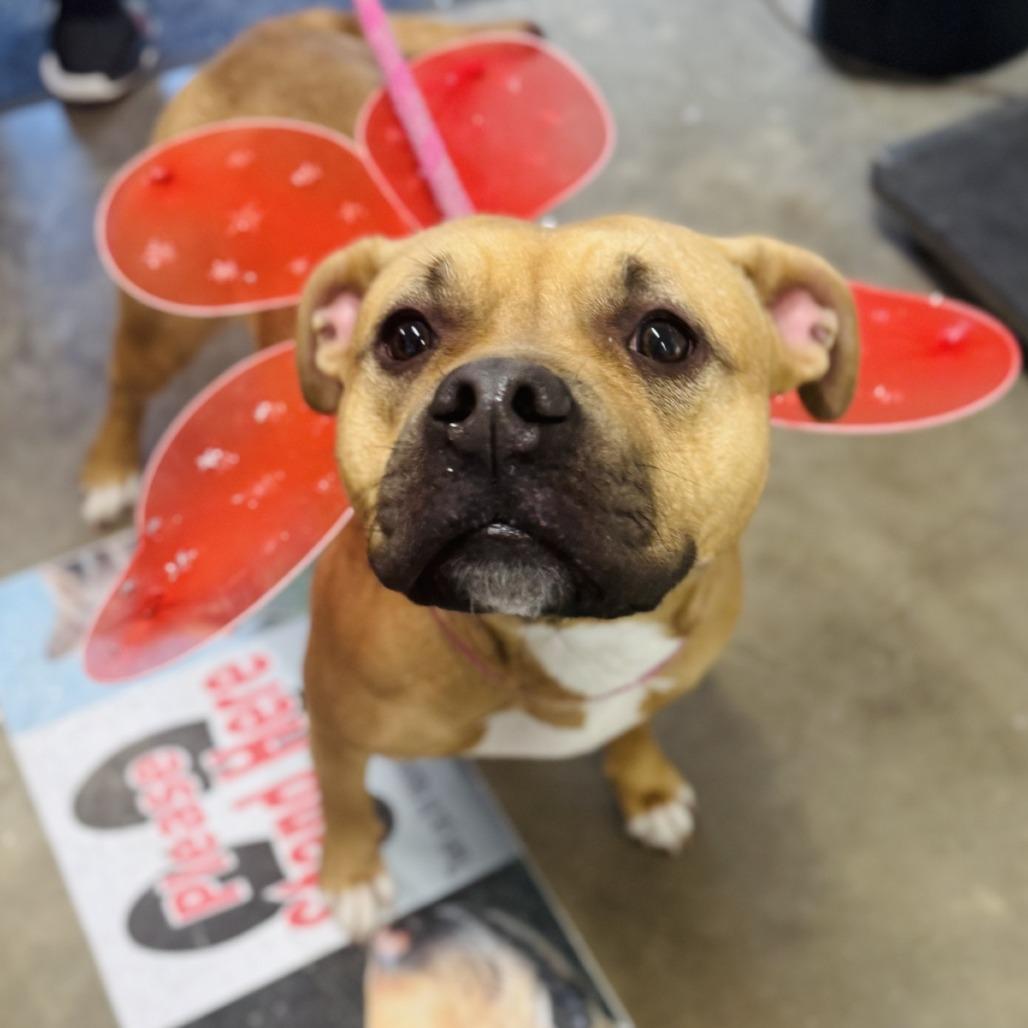 Bella, Adoptable, Adult Female Boxer & Mixed Breed.