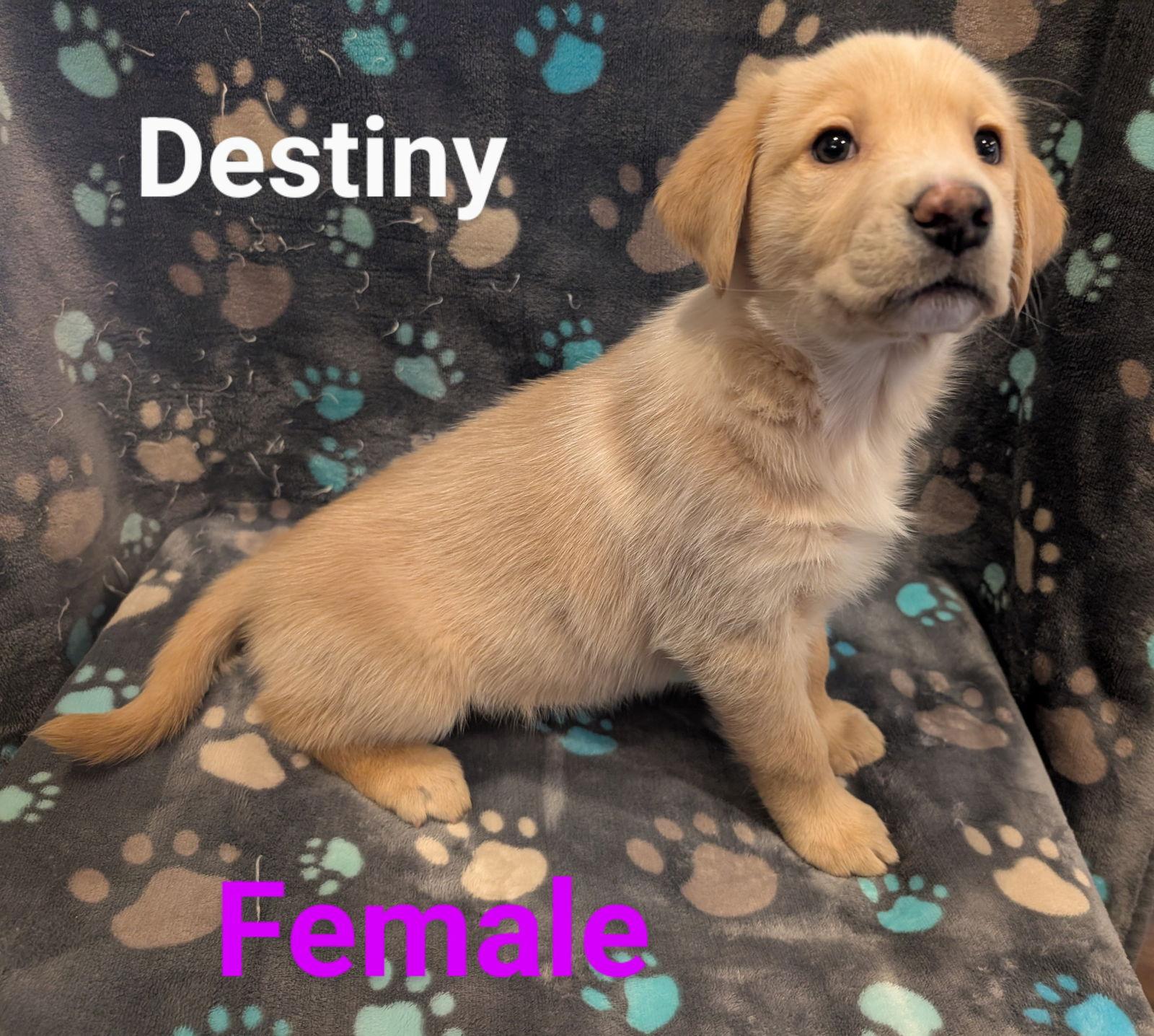 Destiny, Adopted, Young Female Labrador Retriever.