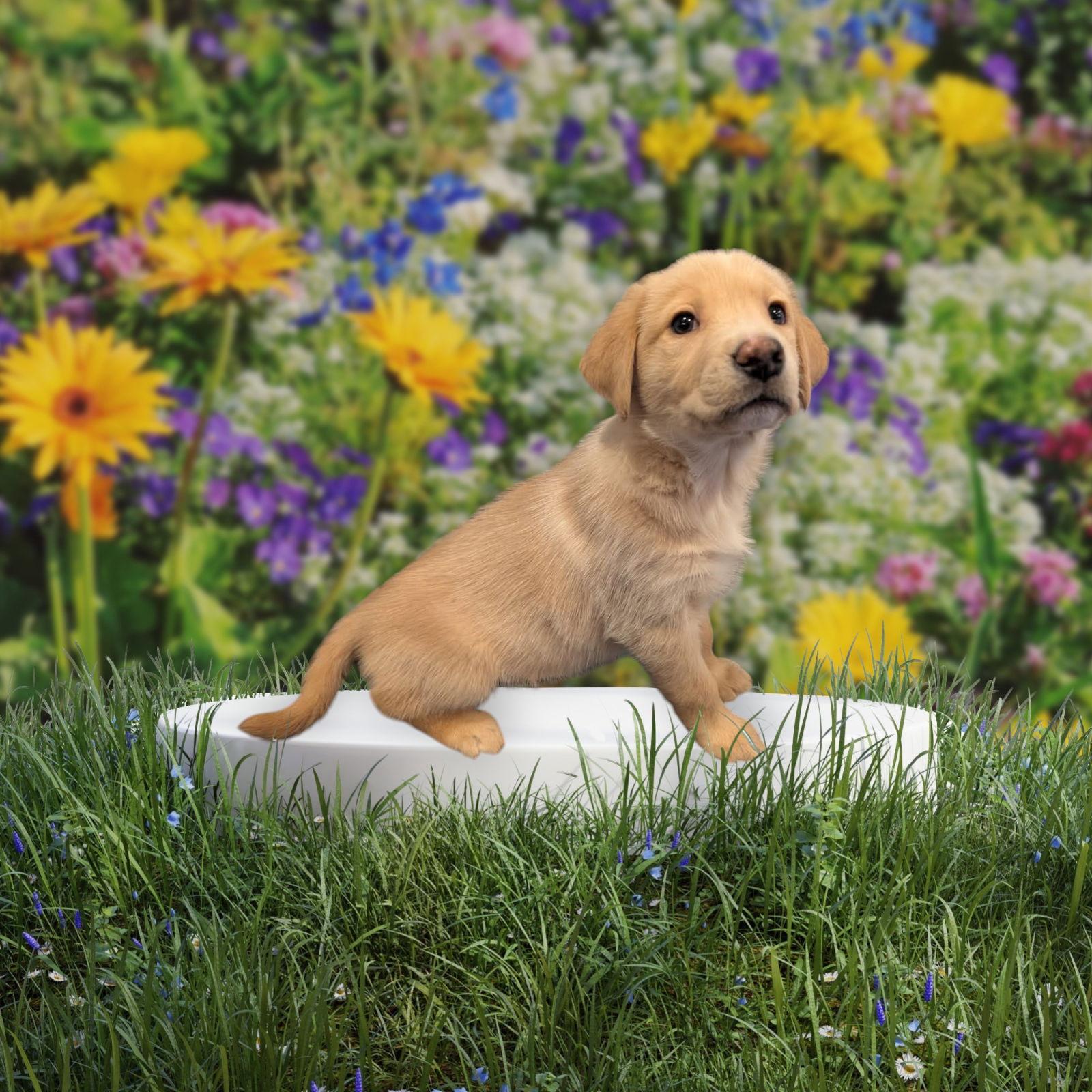 Destiny, a Adopted Labrador Retriever in Elizabethtown, PA image 2/2