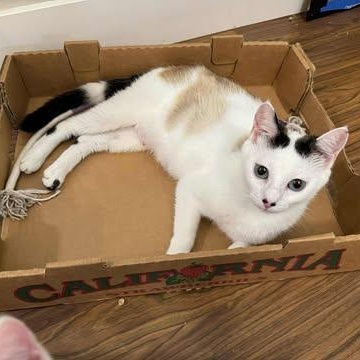 MYLA, an adoptable Domestic Short Hair, Siamese in Campbell River, BC, V9W 5A7 | Photo Image 2