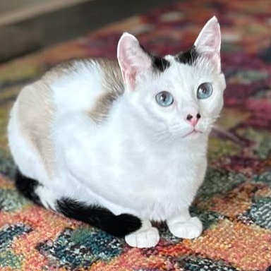 MYLA, an adoptable Domestic Short Hair, Siamese in Campbell River, BC, V9W 5A7 | Photo Image 4