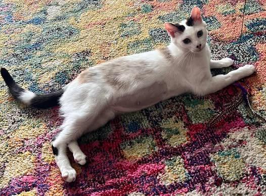 MYLA, an adoptable Domestic Short Hair, Siamese in Campbell River, BC, V9W 5A7 | Photo Image 5