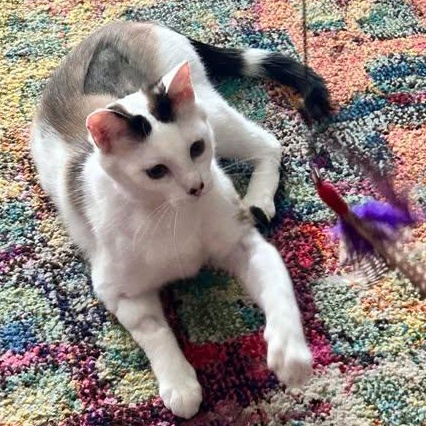 MYLA, an adoptable Domestic Short Hair, Siamese in Campbell River, BC, V9W 5A7 | Photo Image 6
