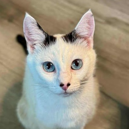 MYLA, an adoptable Domestic Short Hair, Siamese in Campbell River, BC, V9W 5A7 | Photo Image 3