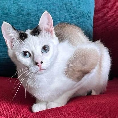 MYLA, an adoptable Domestic Short Hair, Siamese in Campbell River, BC, V9W 5A7 | Photo Image 1