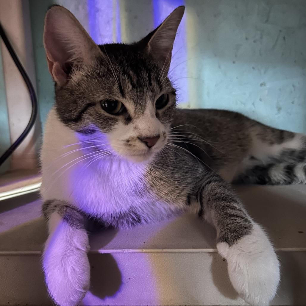 Mochi, Adoptable, Young Female Domestic Short Hair.