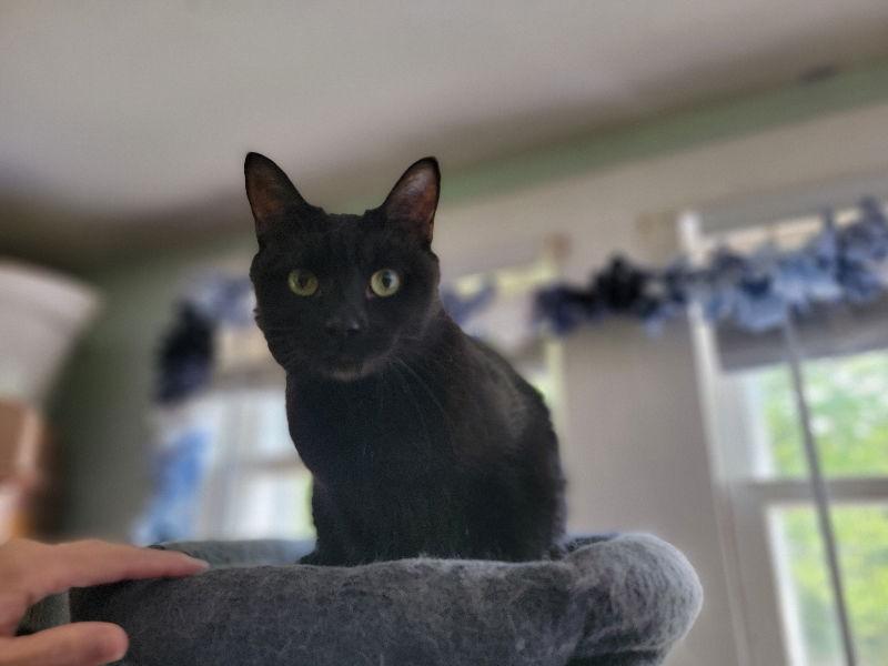 Bubbles, Adoptable, Adult Male Domestic Short Hair.