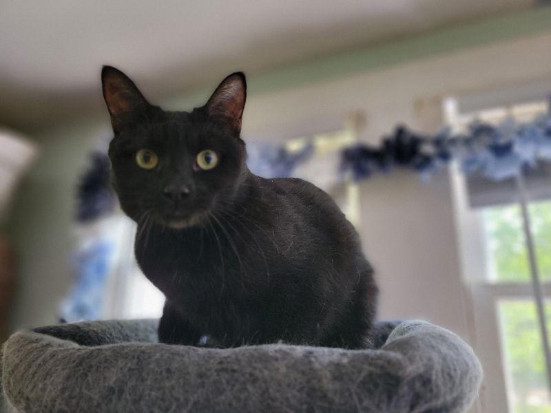 Enlarge Bubbles, a Adoptable Domestic Short Hair in Niles, MI image 2/3