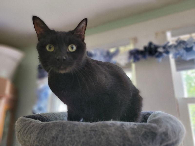 Enlarge Bubbles, a Adoptable Domestic Short Hair in Niles, MI image 3/3