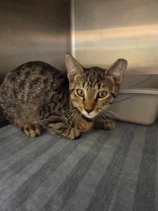 Pete, Adoptable, Kitten Male Domestic Short Hair & Domestic Short Hair.