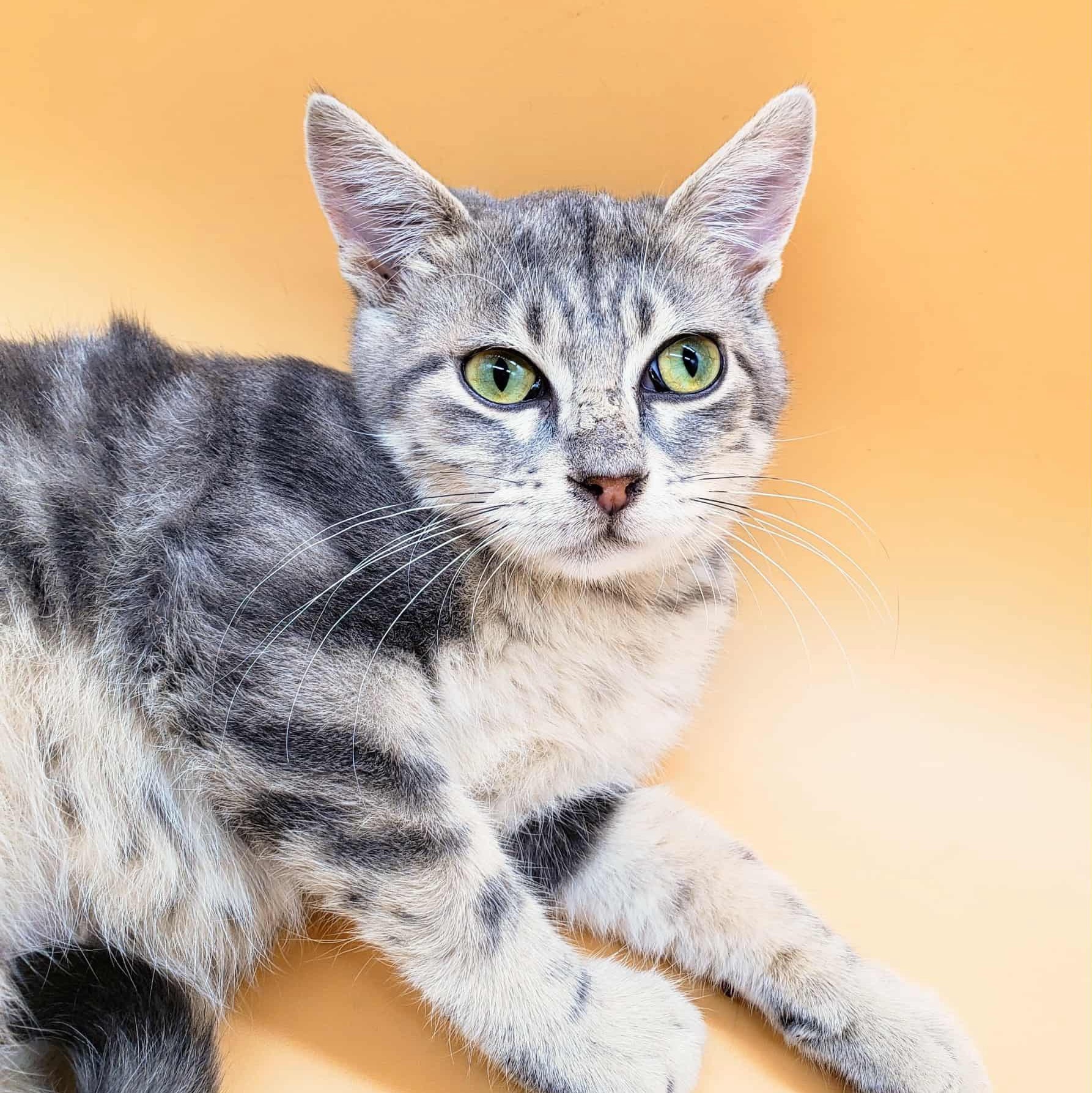 Finnigan — thumbnail 2