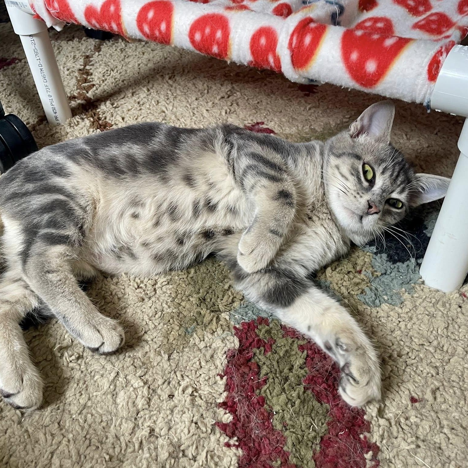 Finnigan — thumbnail 4