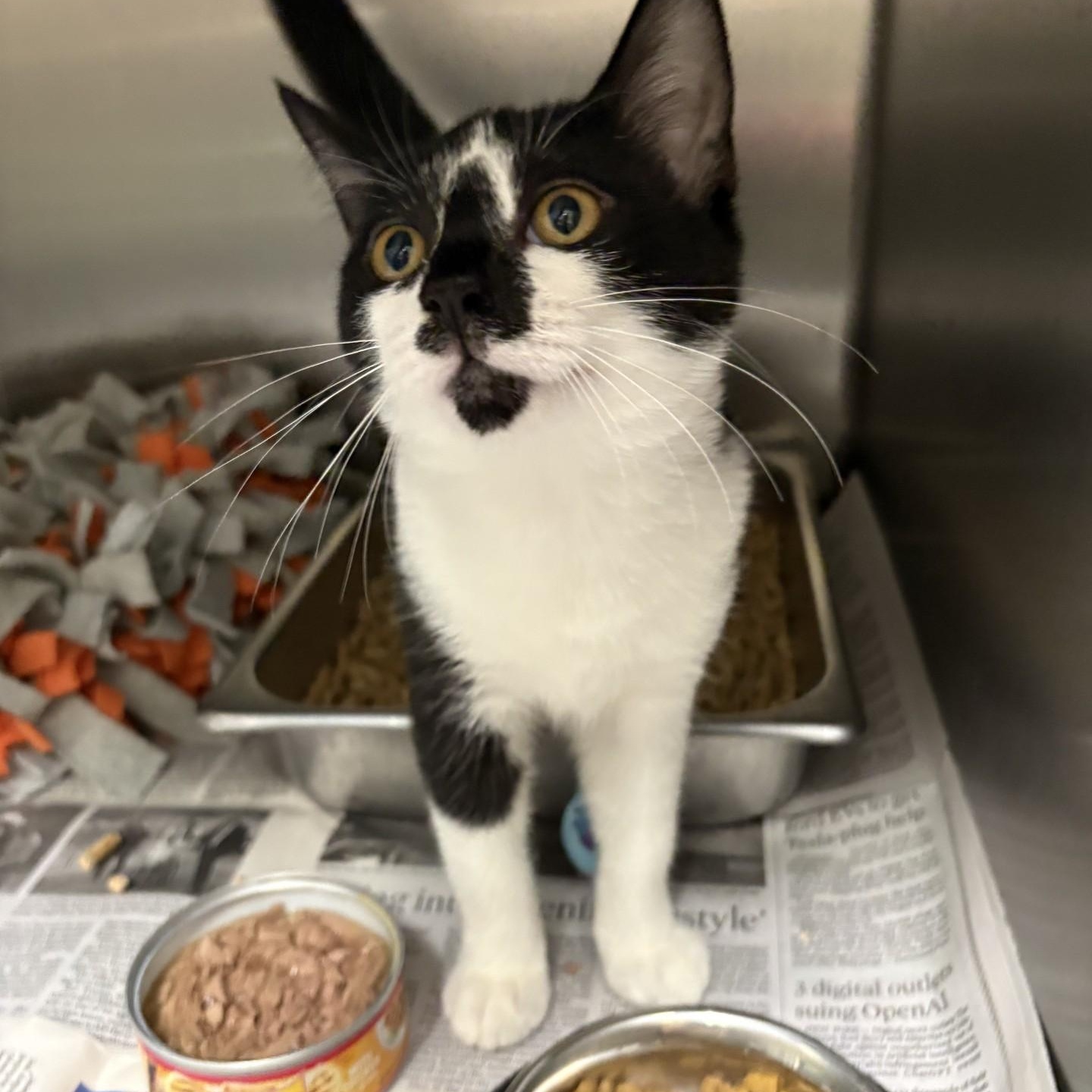 Cora, ADOPTABLE, Kitten Female Domestic Short Hair.