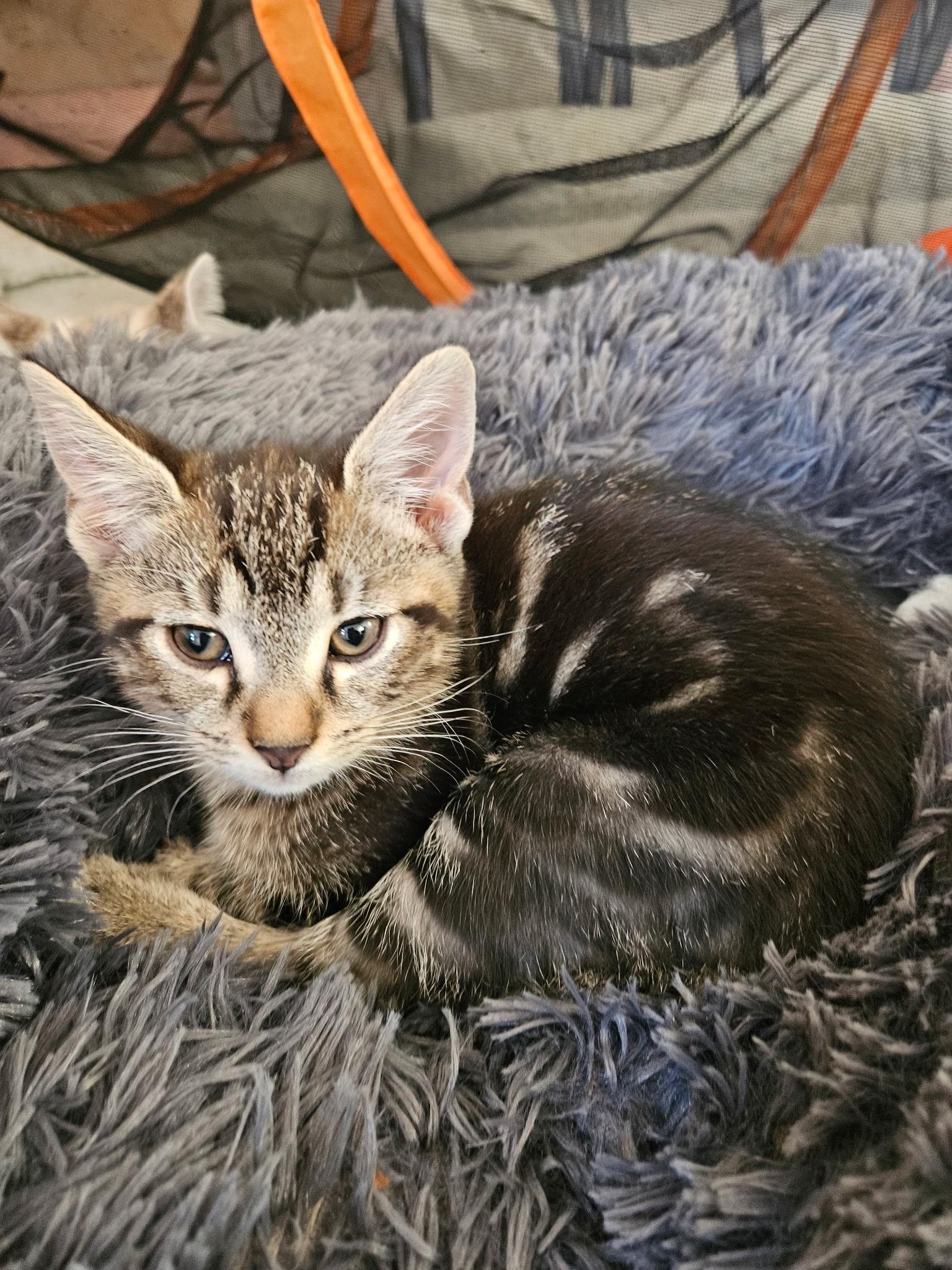 Chewbacca, adopted, Kitten Male Siamese & Tabby.
