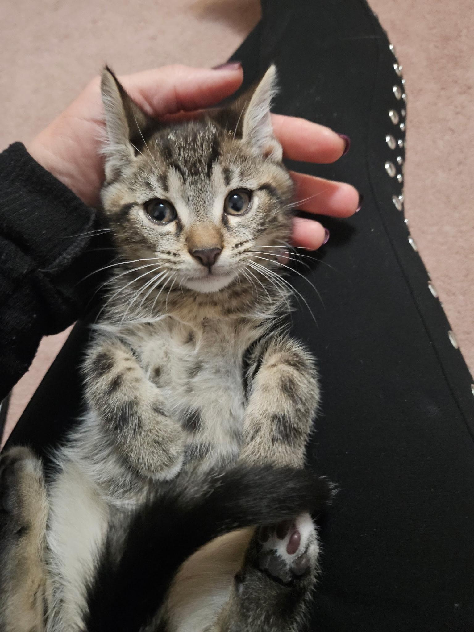 Chewbacca, an adopted mixed breed in Export, PA image 3/6