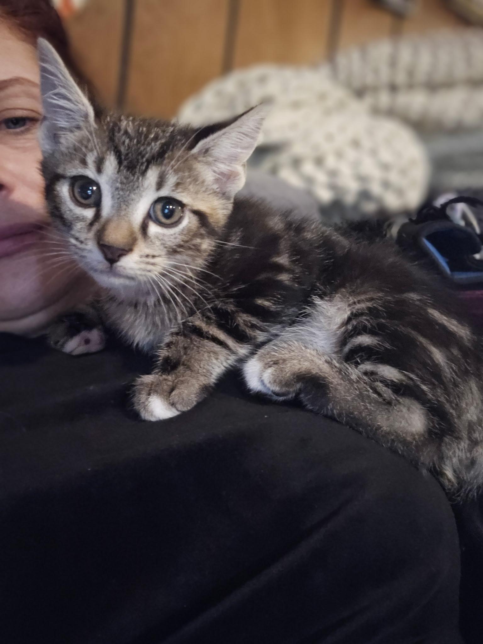 Chewbacca, an adopted mixed breed in Export, PA image 4/6