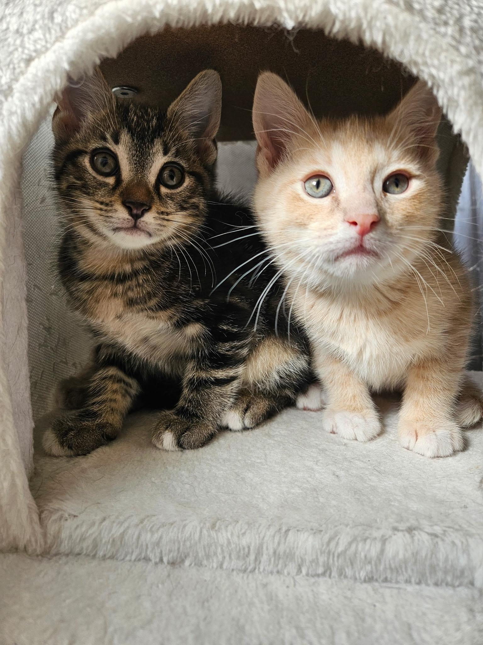 Chewbacca, an adopted mixed breed in Export, PA image 5/6