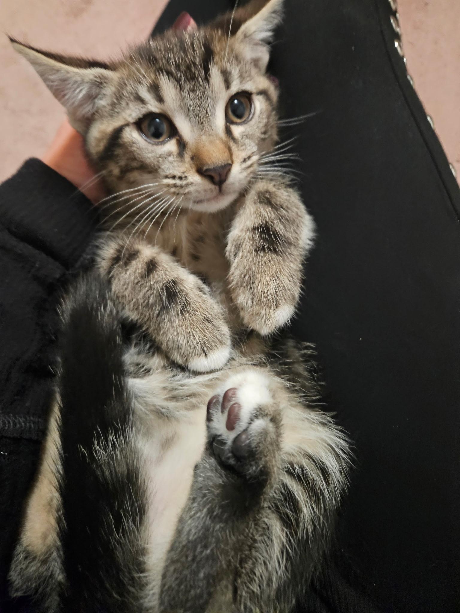 Chewbacca, an adopted mixed breed in Export, PA image 6/6