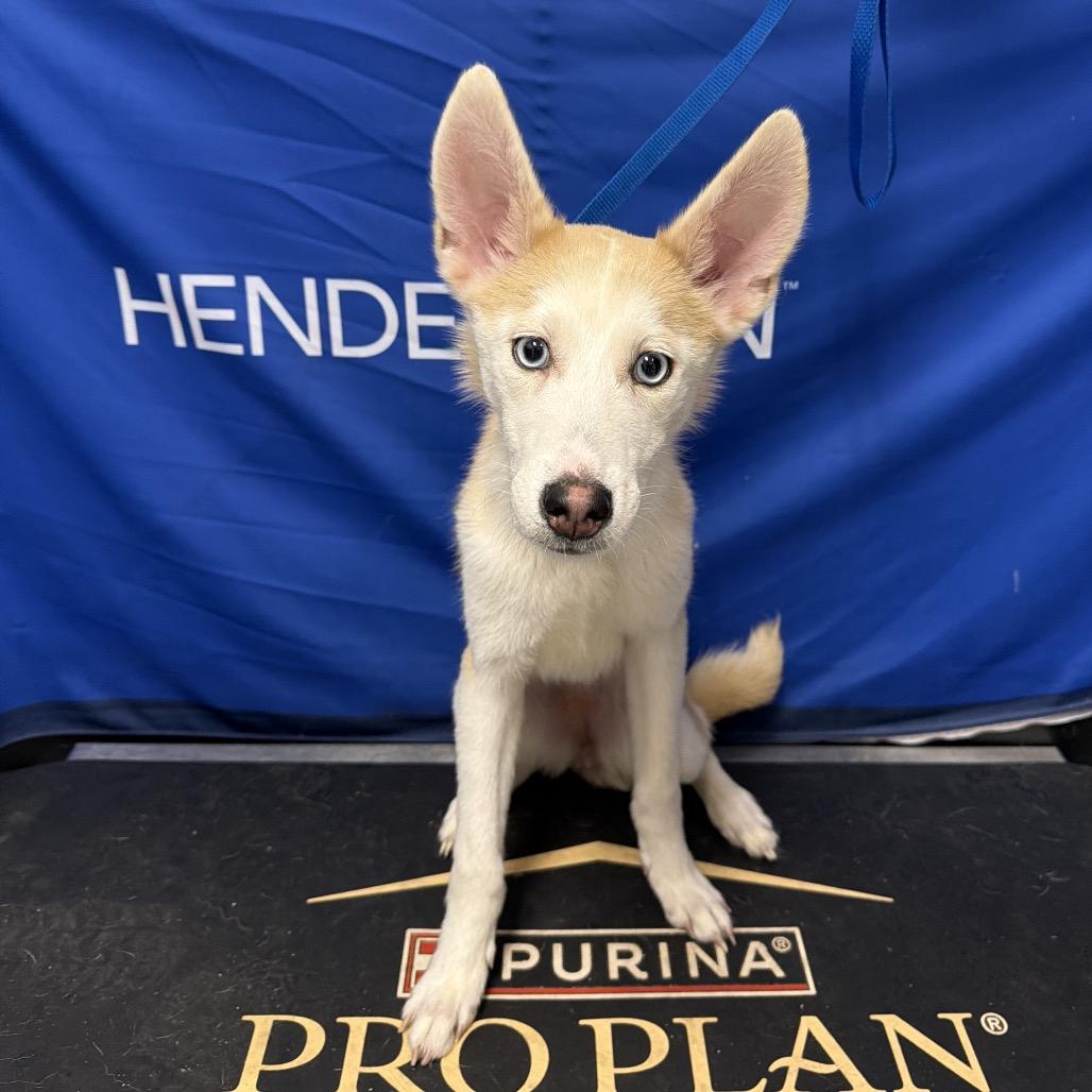 Marzipan, Adoptable, Young Female Husky & English Bulldog.