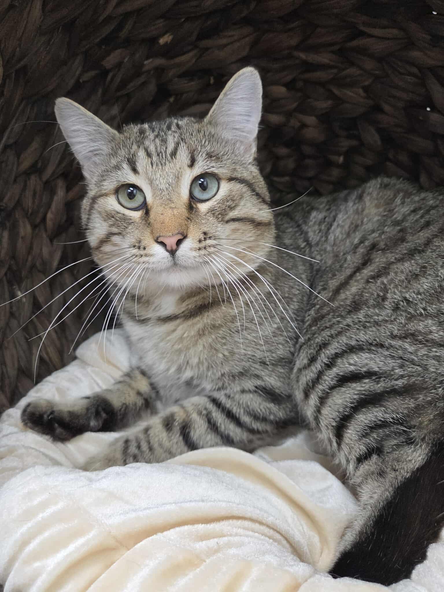 Hugo, an adoptable Domestic Short Hair in Roosevelt, UT, 84066 | Photo Image 1