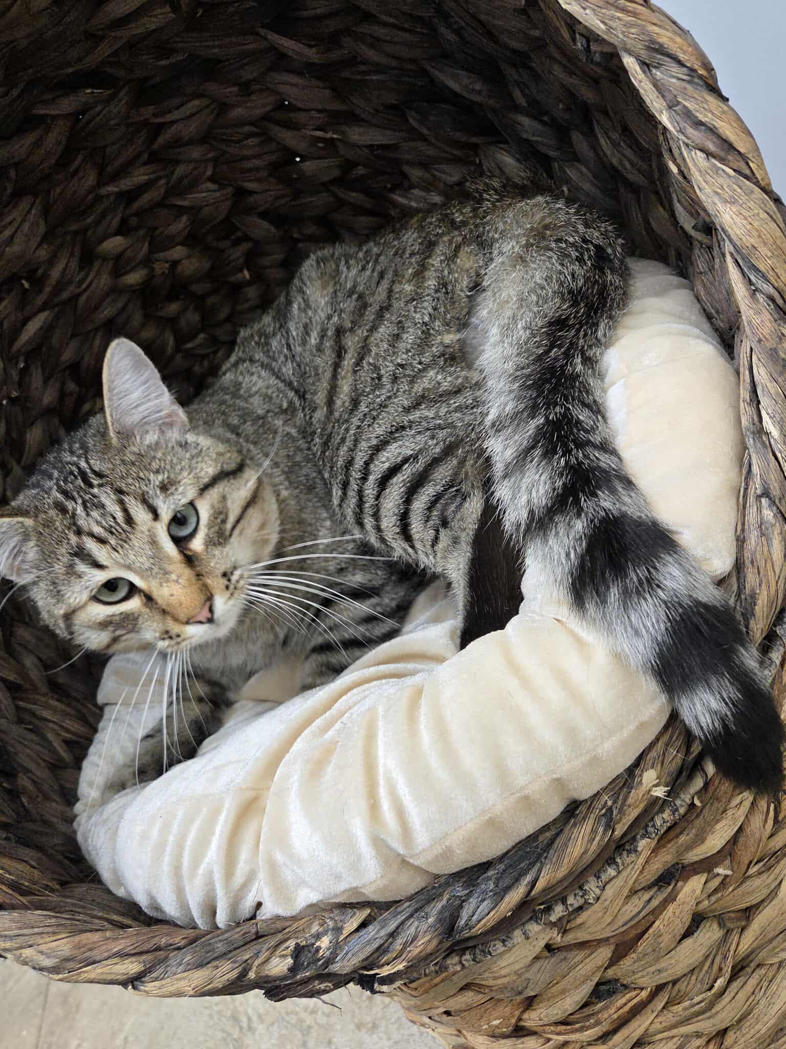 Hugo, an adoptable Domestic Short Hair in Roosevelt, UT, 84066 | Photo Image 2