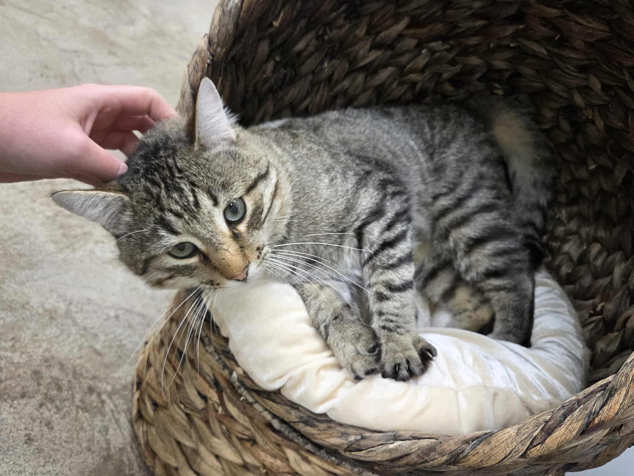 Hugo, an adoptable Domestic Short Hair in Roosevelt, UT, 84066 | Photo Image 3