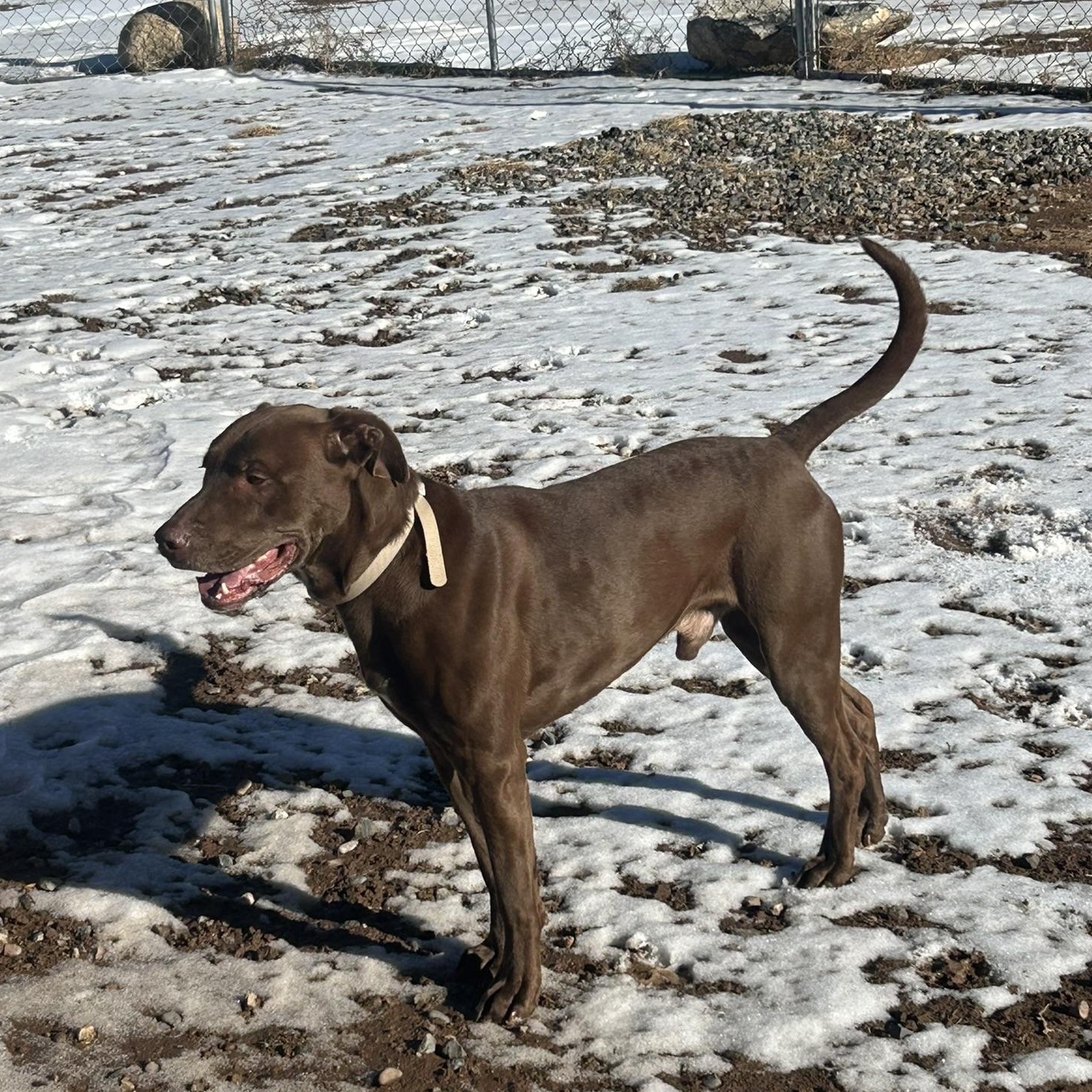 Enlarge Clifford, a Adoptable mixed breed in Dubois, WY image 3/4