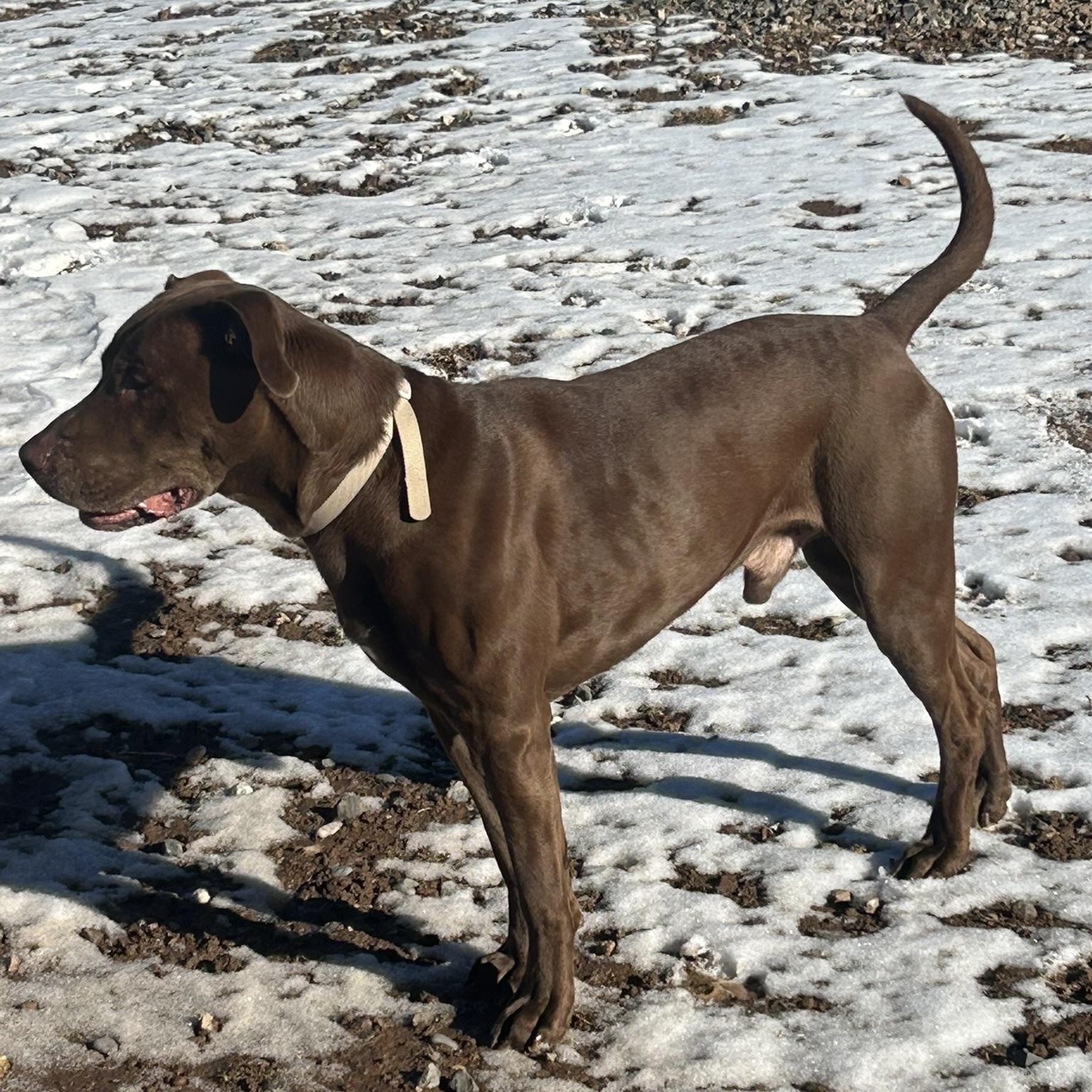 Enlarge Clifford, a Adoptable mixed breed in Dubois, WY image 4/4