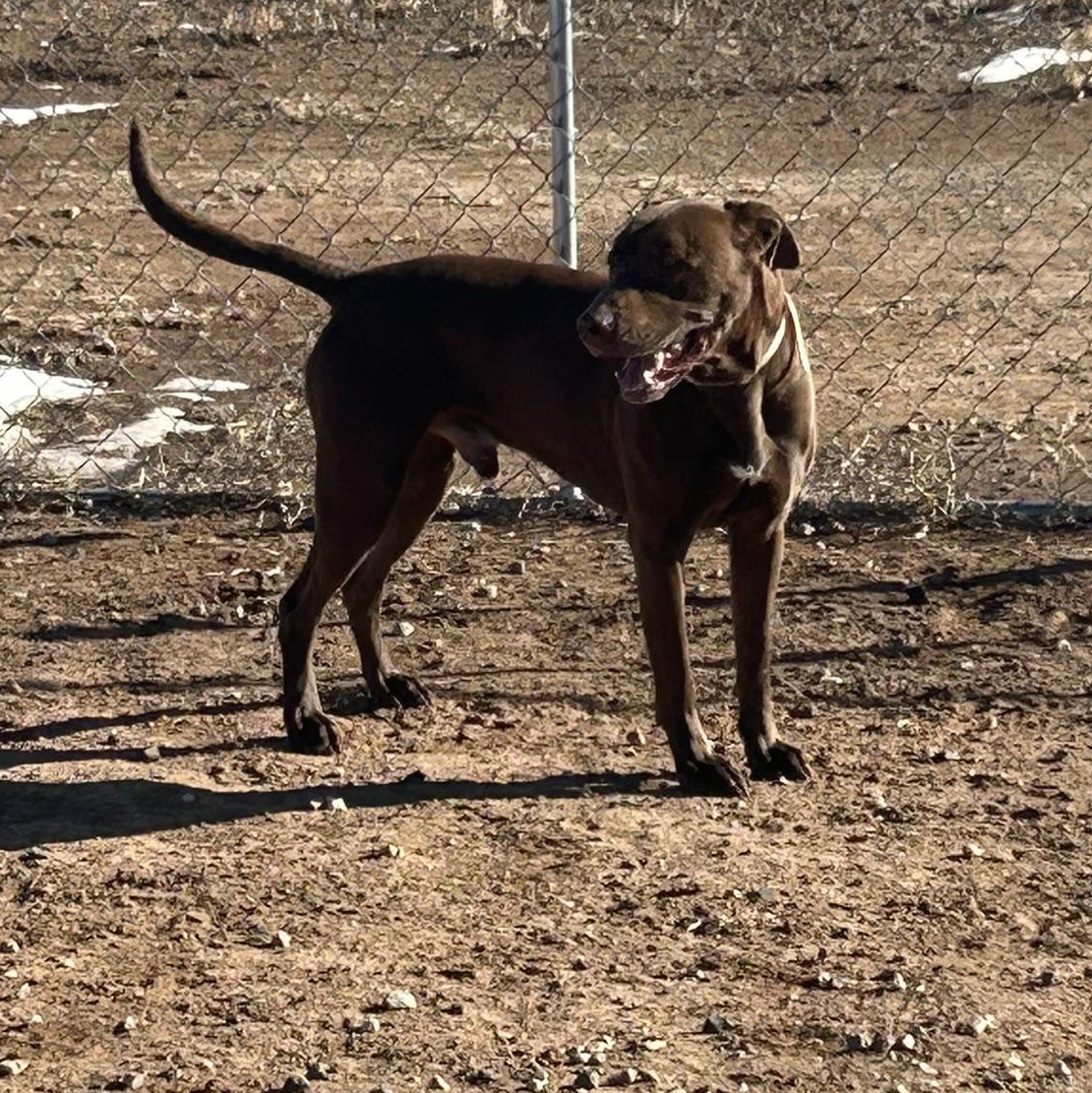 Enlarge Clifford, a Adoptable mixed breed in Dubois, WY image 2/4