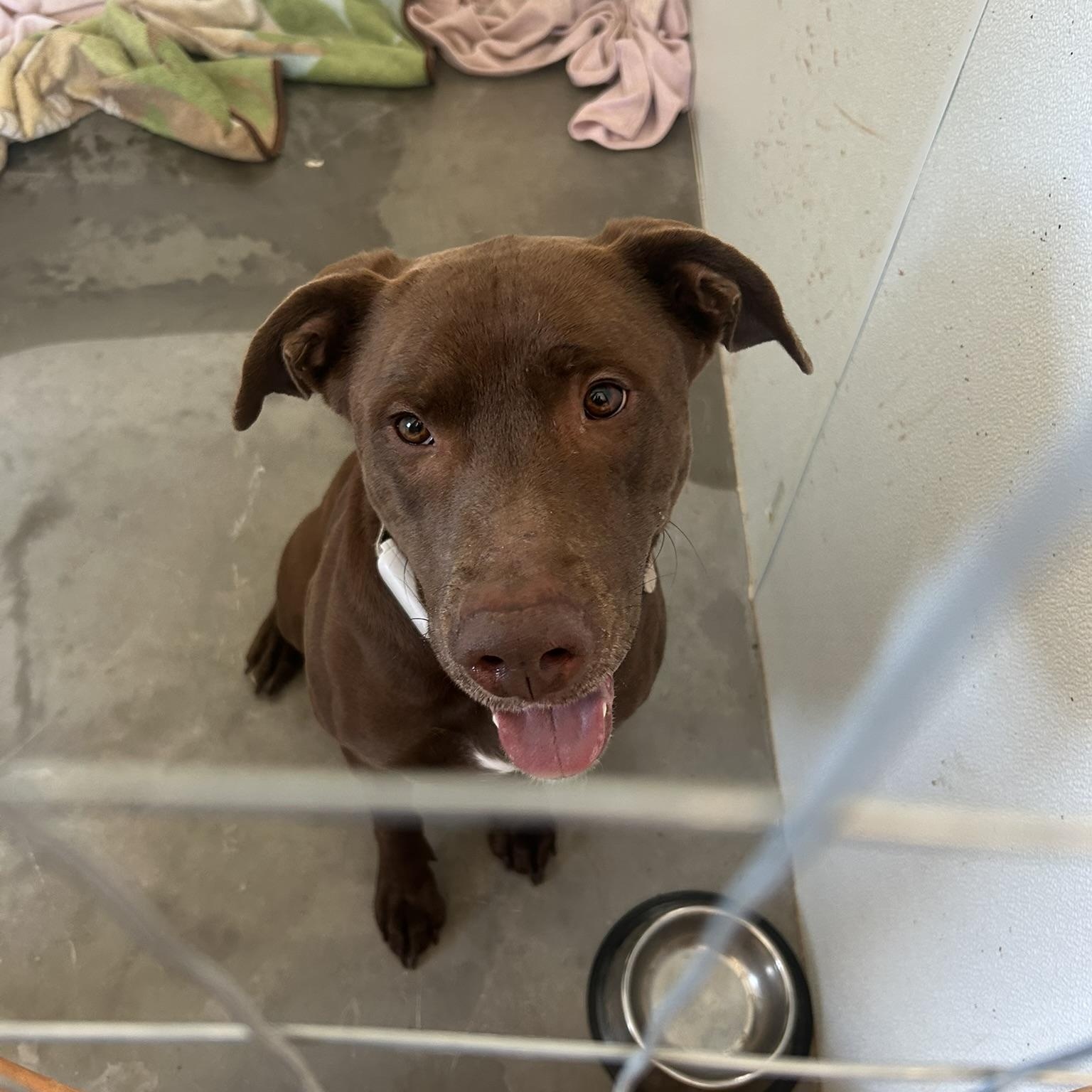 Clifford, Adoptable, Adult Male Chocolate Labrador Retriever.