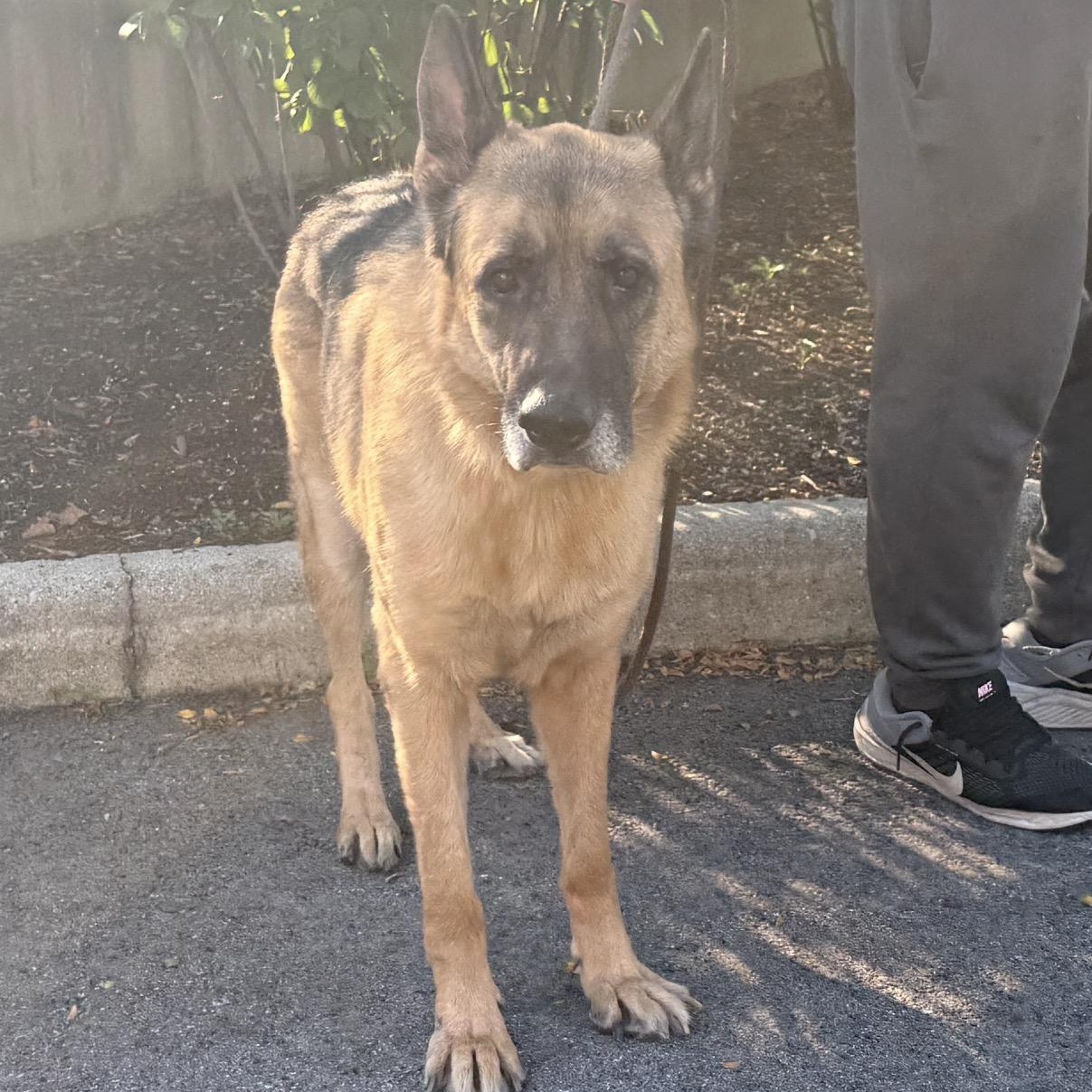 Rufus, ADOPTABLE, Young Male German Shepherd Dog.