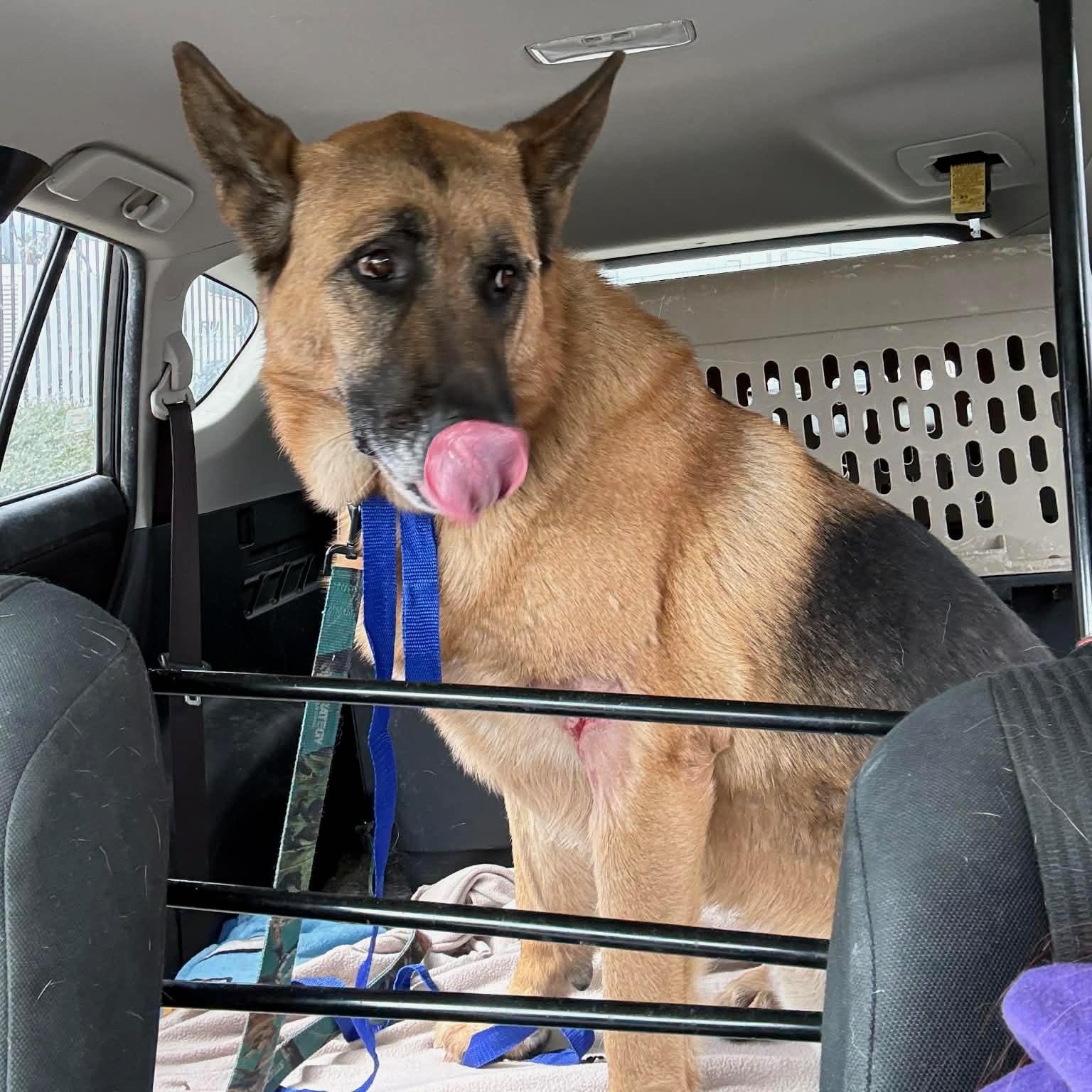 Rufus, a ADOPTABLE German Shepherd Dog in Acton, CA image 3/4