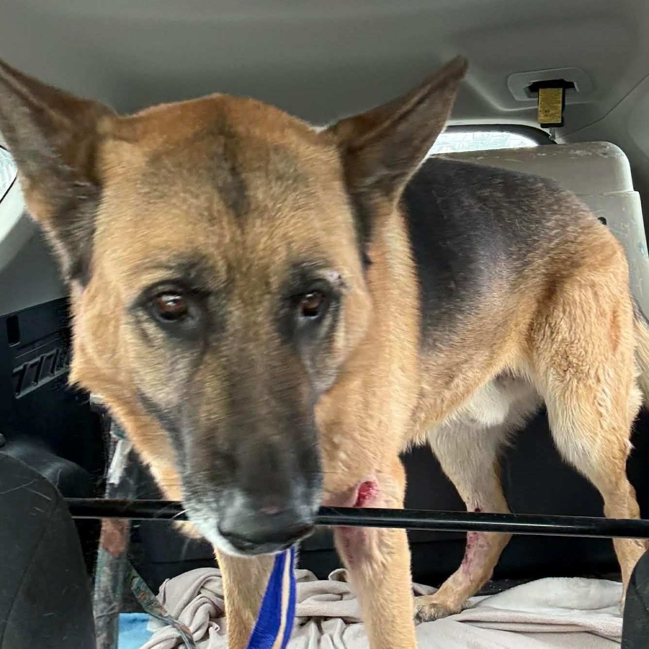Rufus, a ADOPTABLE German Shepherd Dog in Acton, CA image 2/4