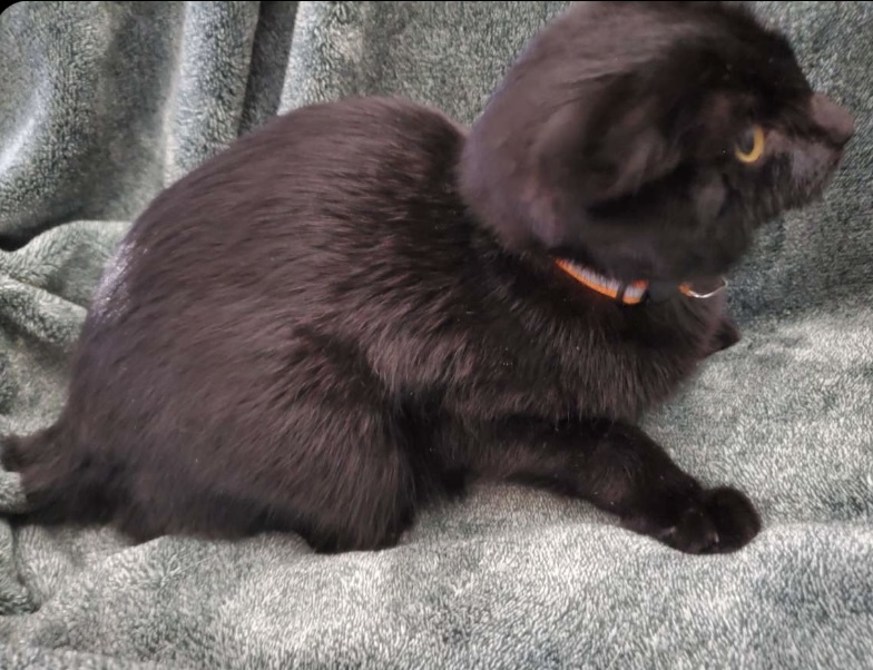 Highway, a Adoptable mixed breed in Brainerd, MN image 6/8