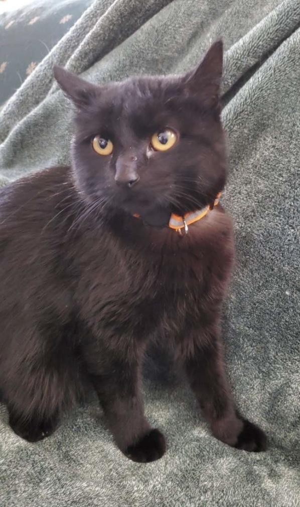 Enlarge Highway, a Adoptable mixed breed in Brainerd, MN image 7/8