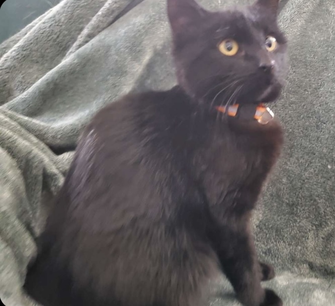 Enlarge Highway, a Adoptable mixed breed in Brainerd, MN image 8/8