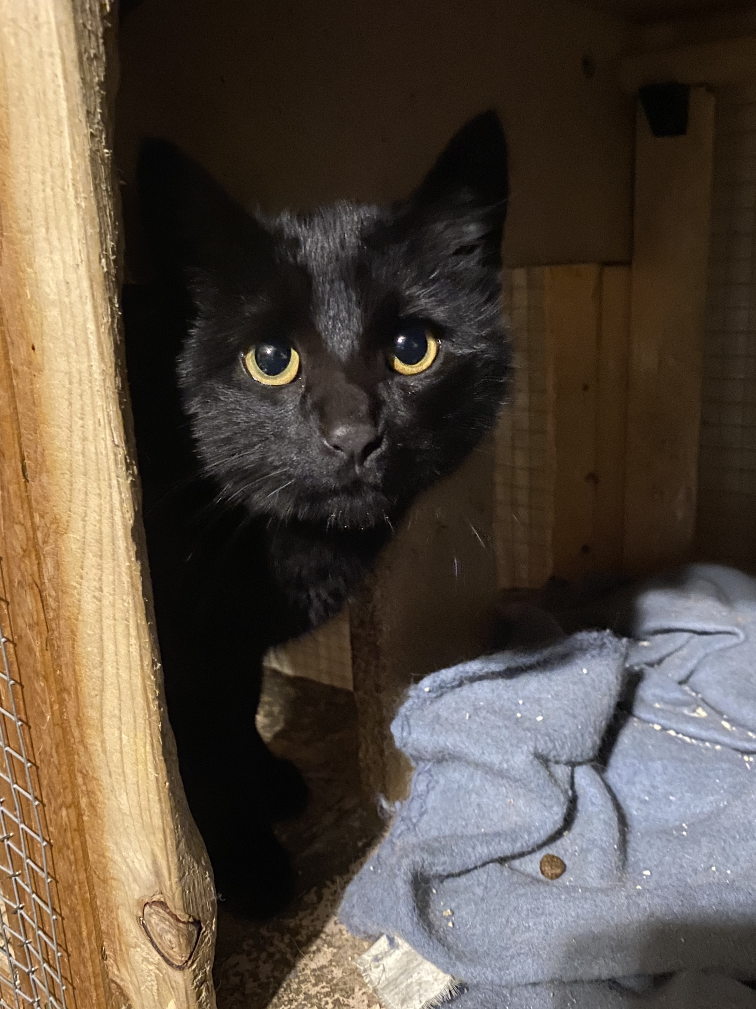 Highway, Adoptable, Adult Female Domestic Short Hair & American Shorthair.