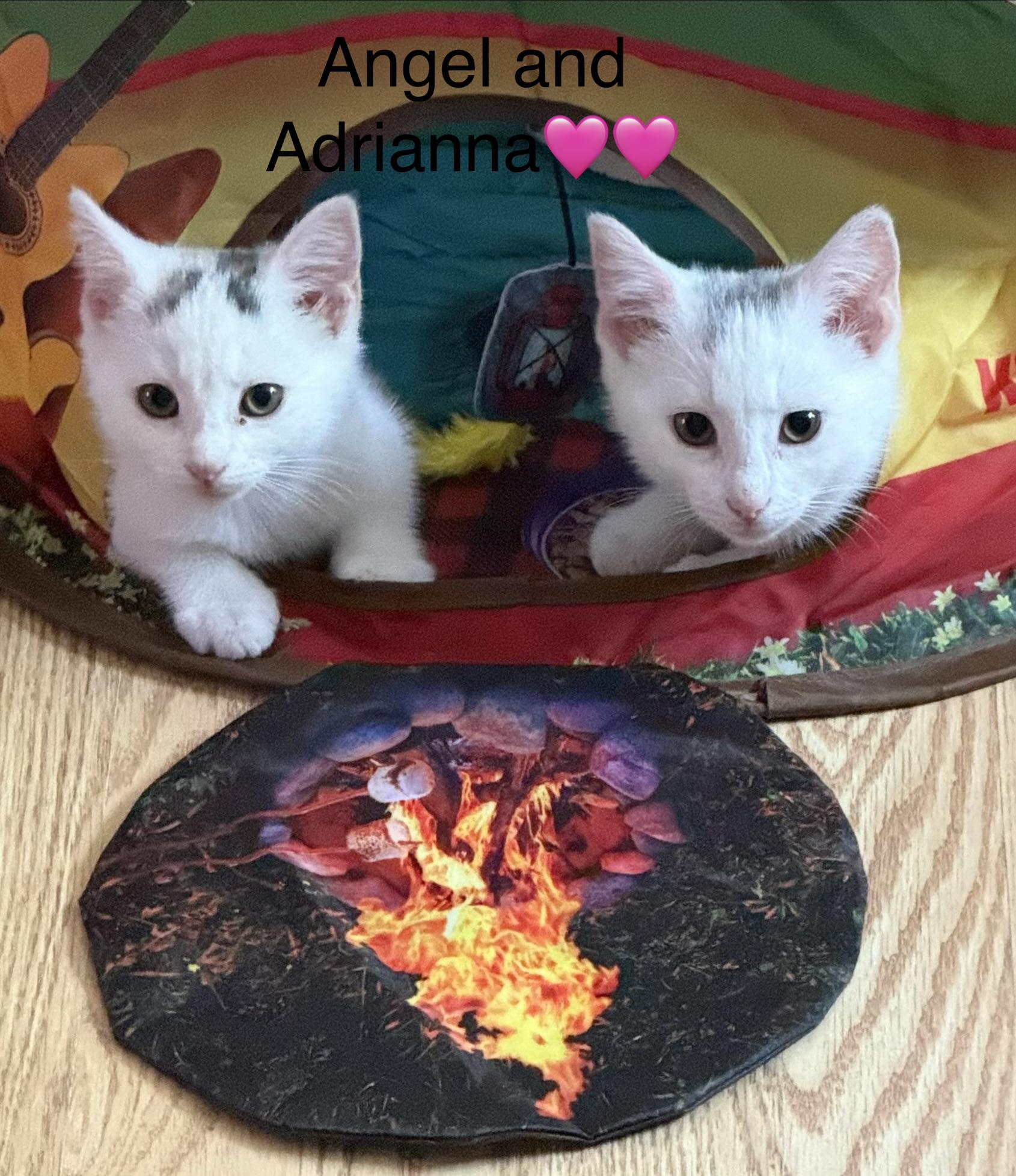 Enlarge Angel and Adrianna, a ADOPTABLE mixed breed in Calais, ME image 1/1
