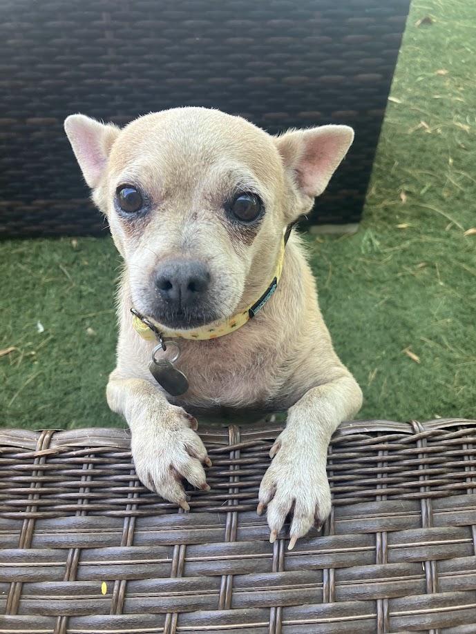 Enlarge Chiquita, an adopted Chihuahua in Scottsdale, AZ image 3/4