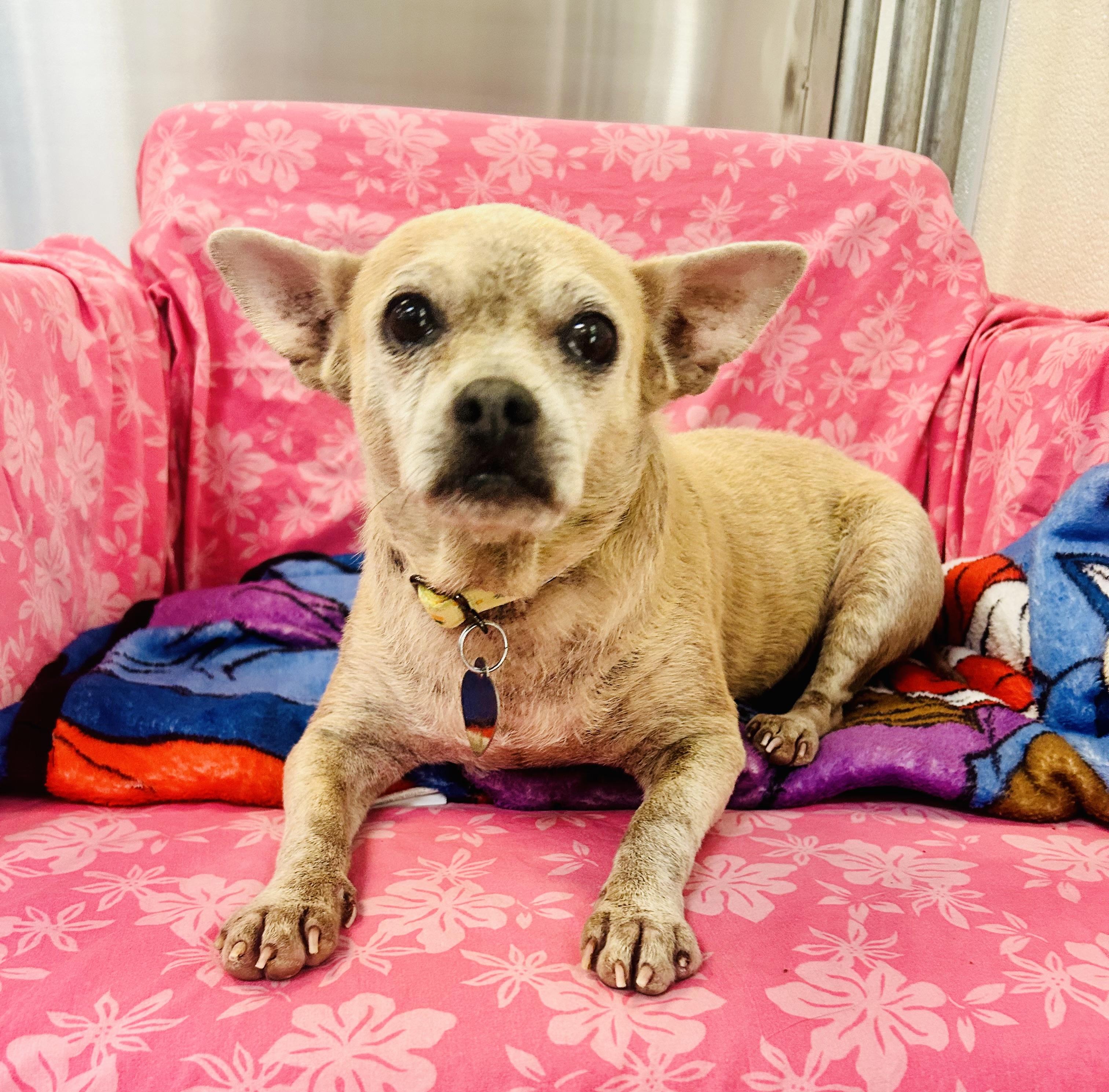 Chiquita, adopted, Senior Female Chihuahua.
