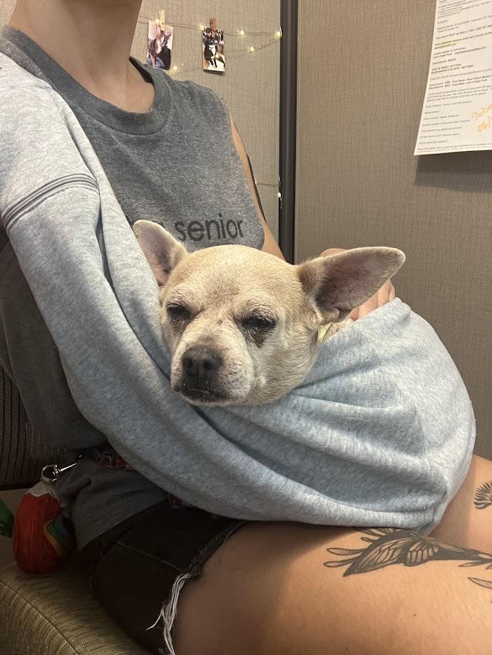 Enlarge Chiquita, an adopted Chihuahua in Scottsdale, AZ image 4/4