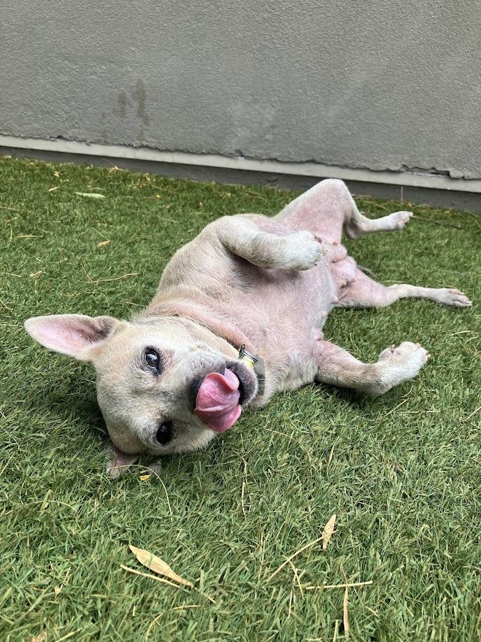 Enlarge Chiquita, an adopted Chihuahua in Scottsdale, AZ image 2/4