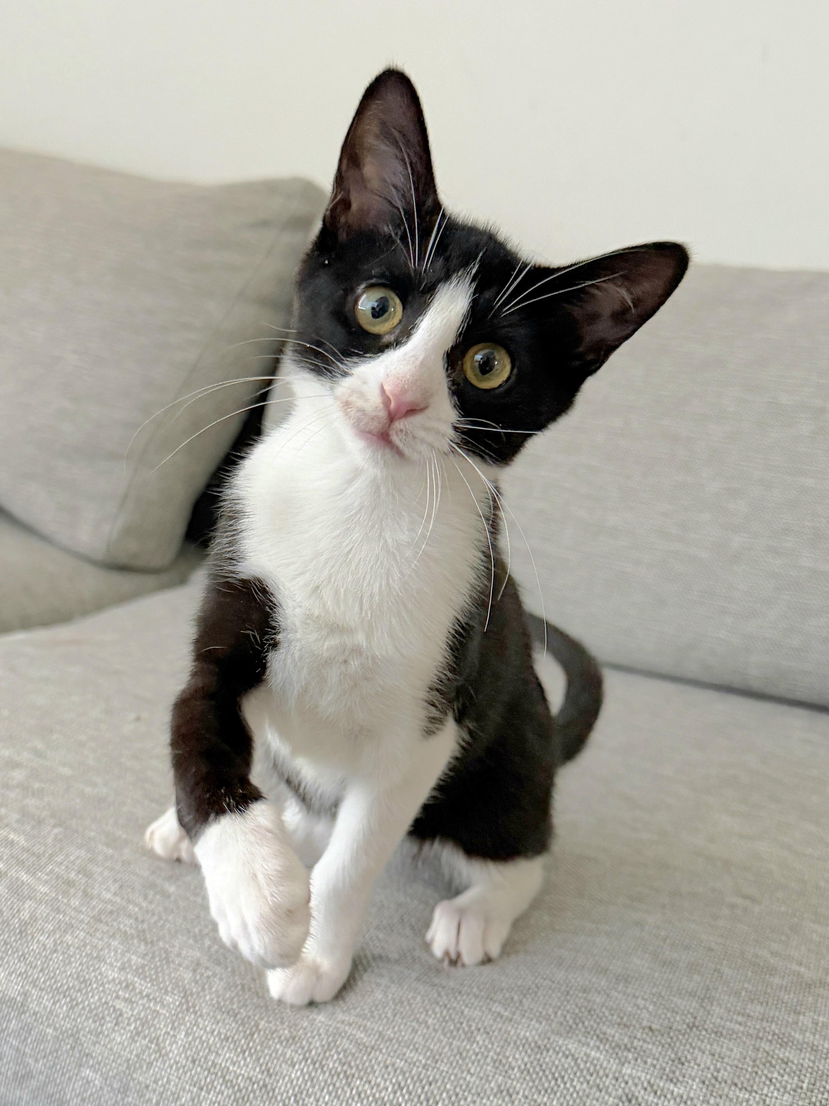 Enlarge Hokey Pokey , a ADOPTABLE Domestic Short Hair in Brooklyn, NY image 2/3