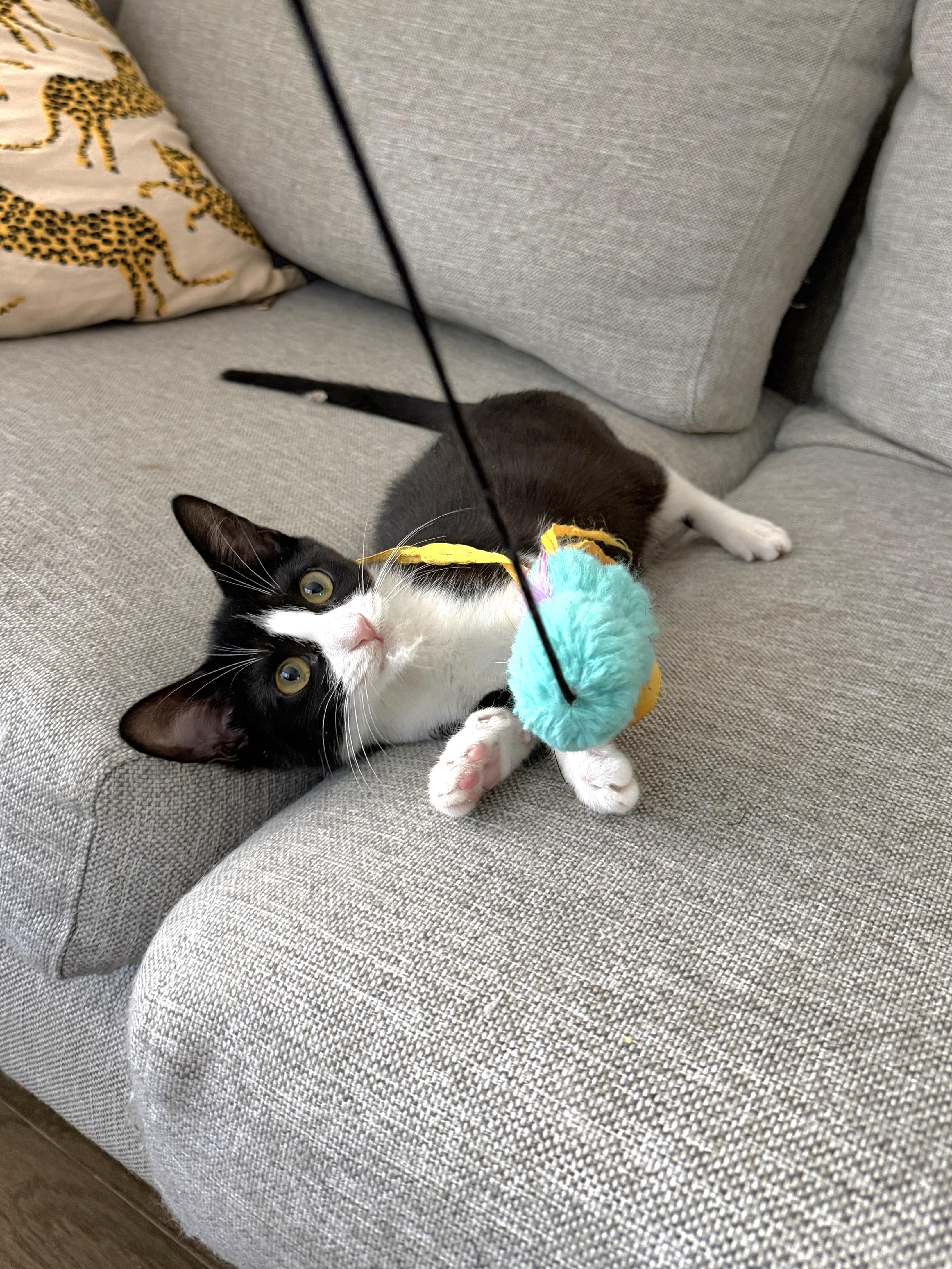 Enlarge Hokey Pokey , a ADOPTABLE Domestic Short Hair in Brooklyn, NY image 1/3