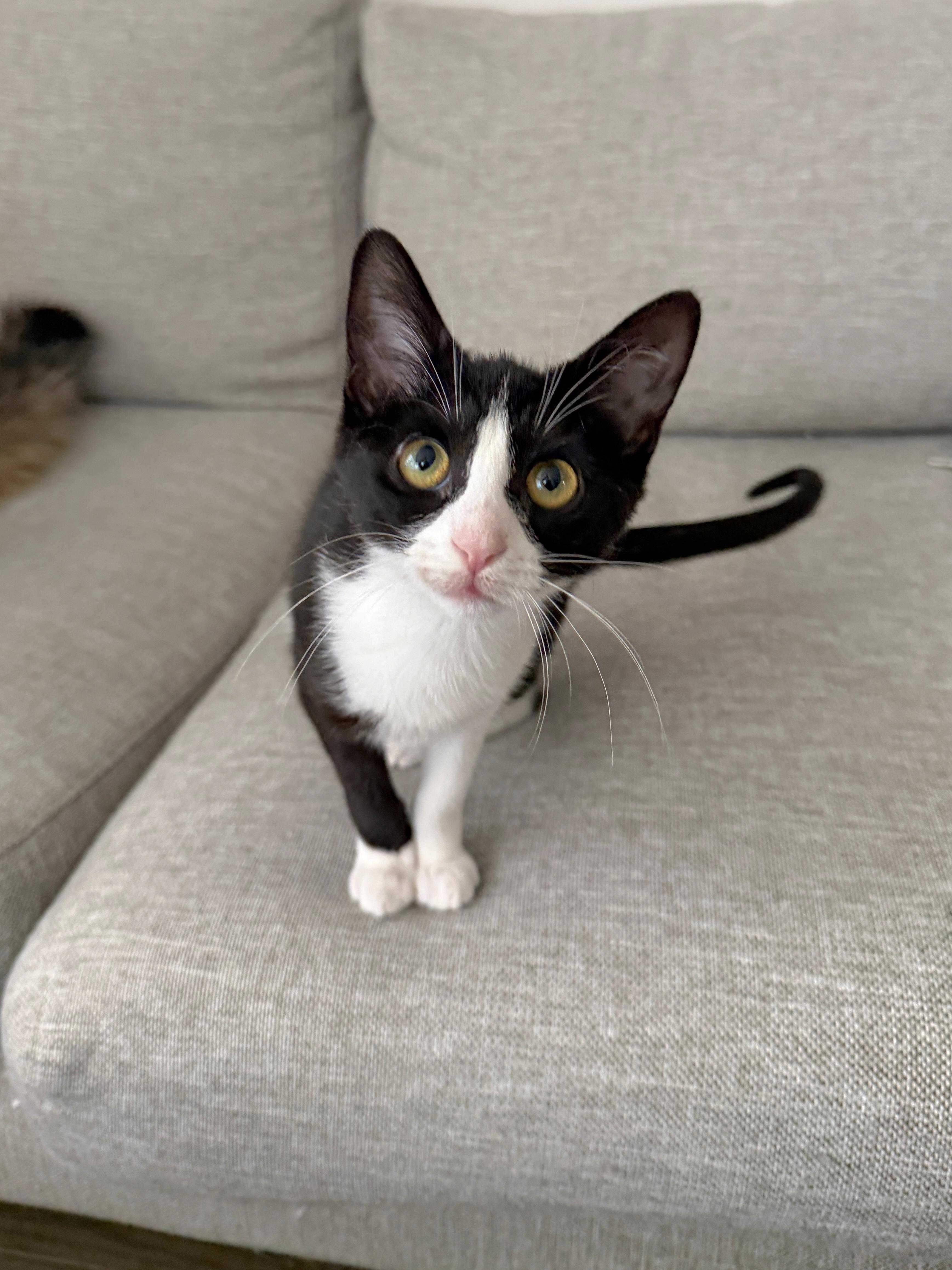 Enlarge Hokey Pokey , a ADOPTABLE Domestic Short Hair in Brooklyn, NY image 3/3