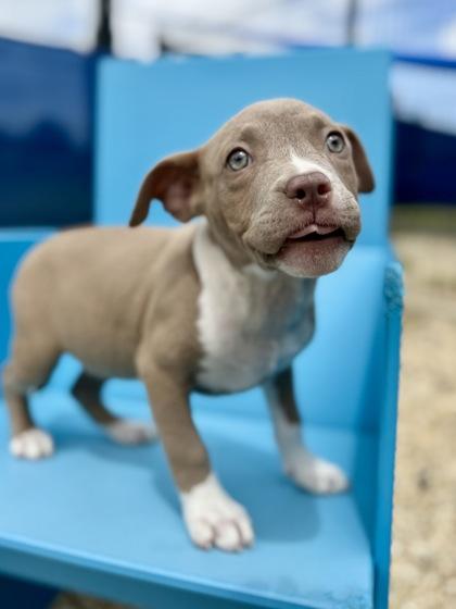 Sidekick, Adoptable, Puppy Female Pit Bull Terrier & Mixed Breed.