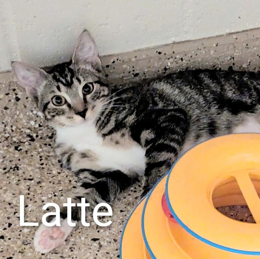 Enlarge Latte, a ADOPTABLE Domestic Short Hair in Fort Myers Beach, FL image 1/1